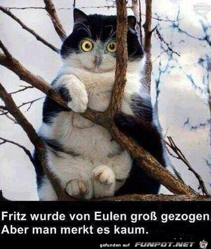 Eule Eule
