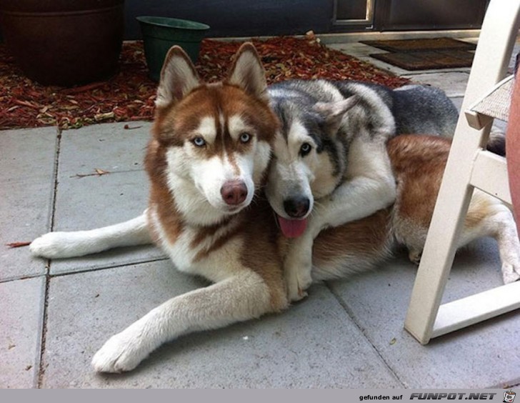 Beste Hunde-Freunde! So sieht wahre Freundschaft aus....