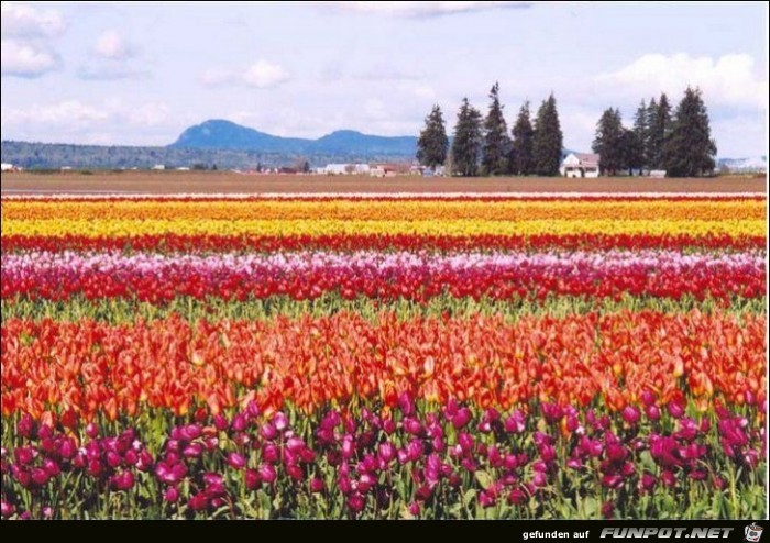 9 Millionen Tulpenzwiebeln!