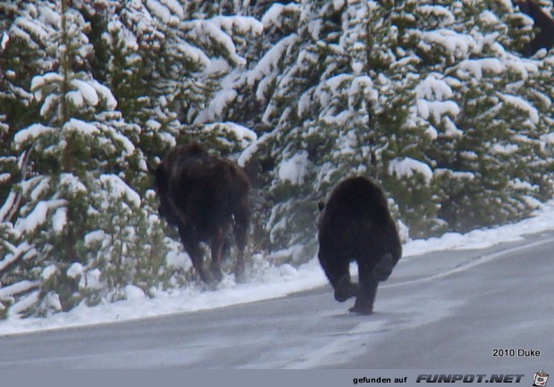 Br vs Bison (16 seltene Fotos) im ...