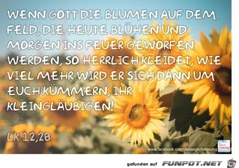 Blumen Blumen