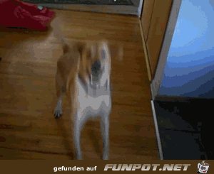 Difference Between Dogs and Cats 1 Difference Between Dogs and Cats 1