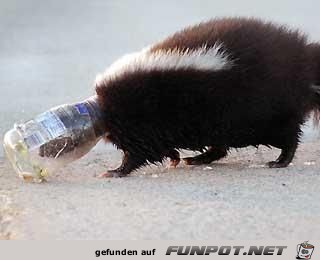club-tierische missgeschicke 12 club-tierische missgeschicke 12