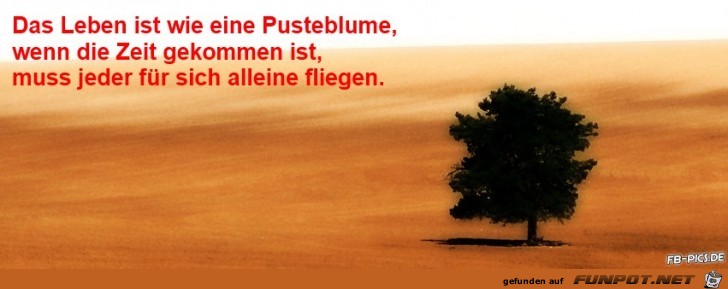 wie eine Pusteblume