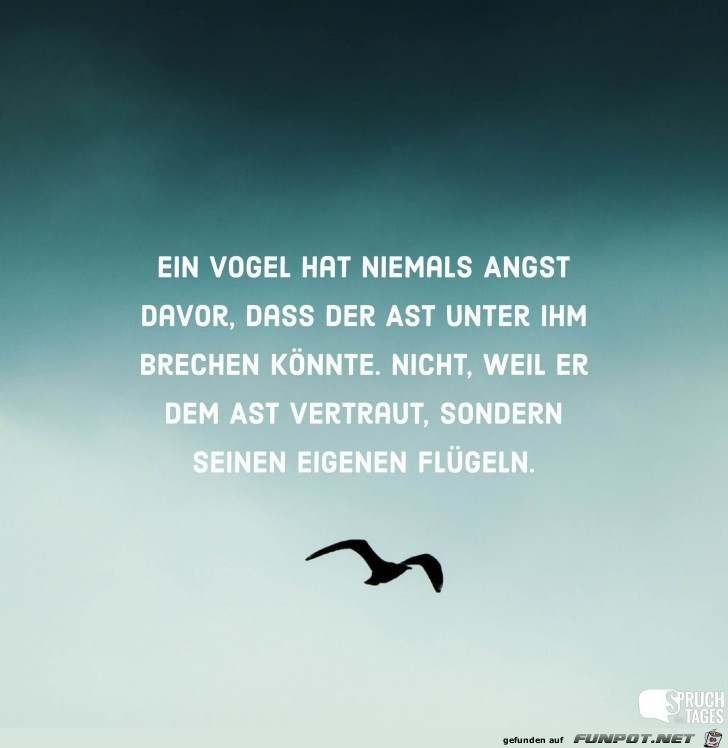 ein-vogel-hat-niemals-angst-davor