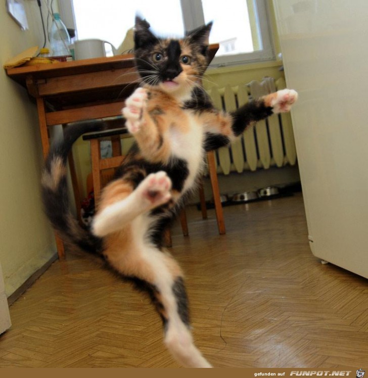 katzenkarate katzenkarate