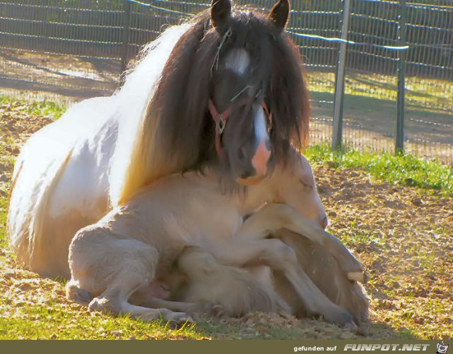 There is nothing like Mom's lap no