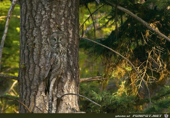 Wo ist die Eule? Gigantische Anpassungsknstler!