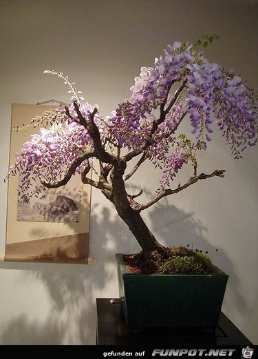 Blhende Bonsai-Bume...