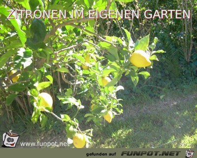 ZITRONEN IM EIGENEN GARTEN