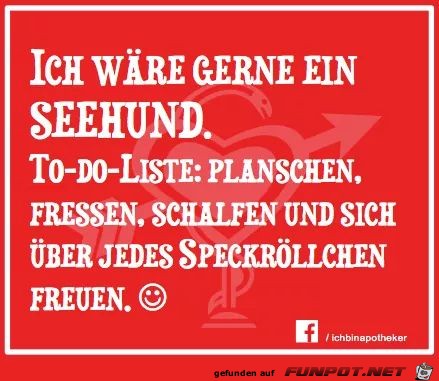 Seehund Seehund