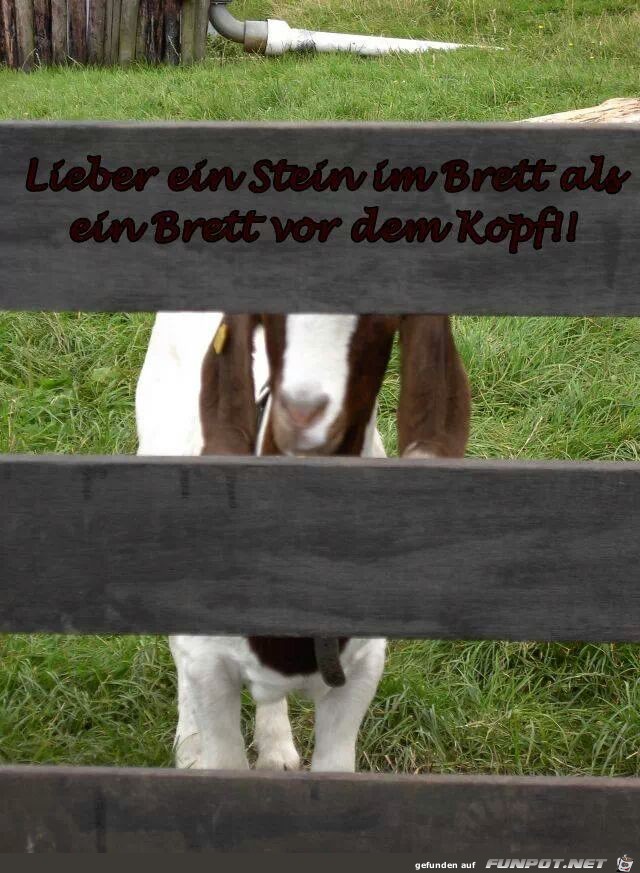 stein im brett