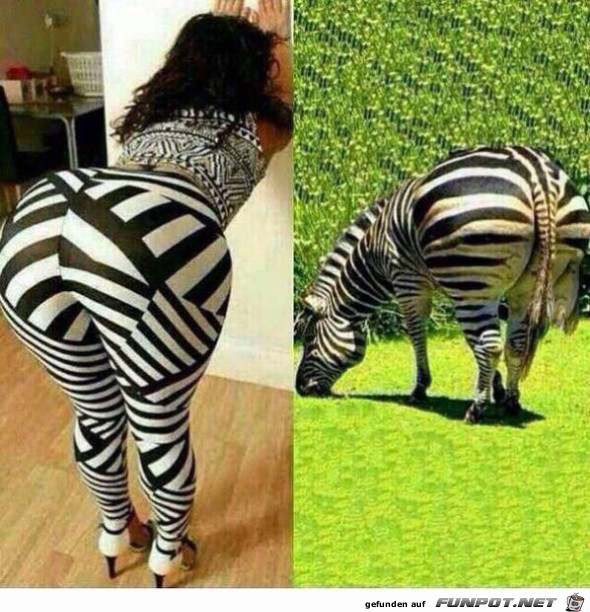 zebra