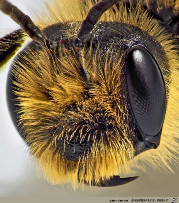 Gigantische Augen-Makro-Aufnahmen 10