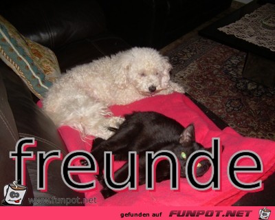 freunde