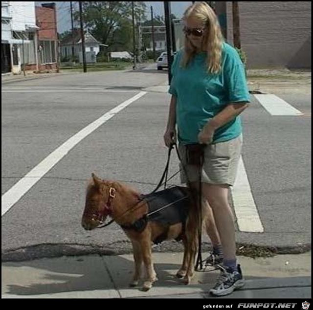 little Pony little Pony