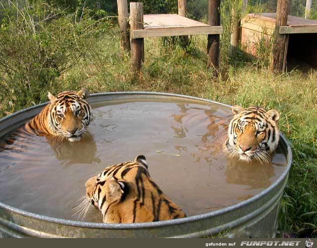 tiger im tank