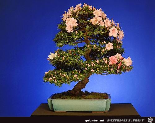 Blhende Bonsai-Bume...