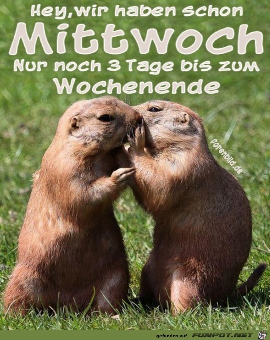 Hey Mittwoch