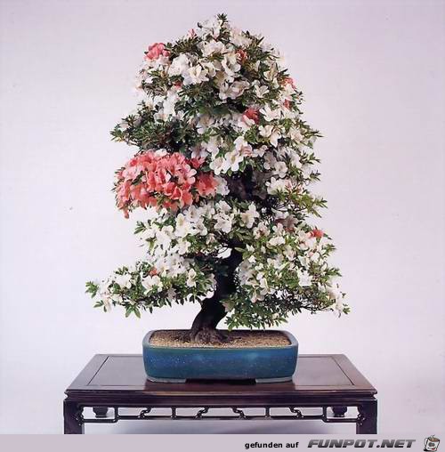 Blhende Bonsai-Bume...