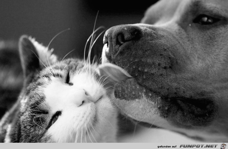 Hunde und Katzen - Tolle Freundschaft!