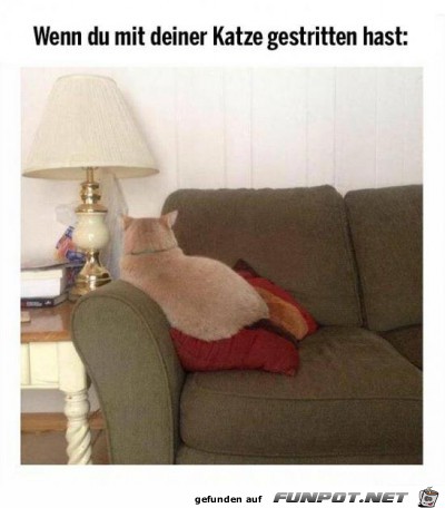 Beleidigte Katze Beleidigte Katze