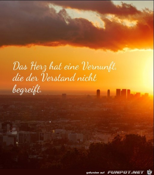 das-herz-hat-eine-vernunft- das-herz-hat-eine-vernunft-