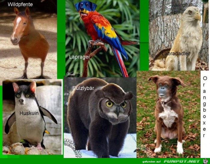 collage seltene Tiere