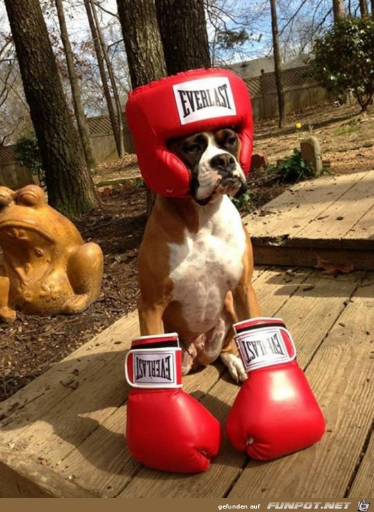 Ein Boxer...