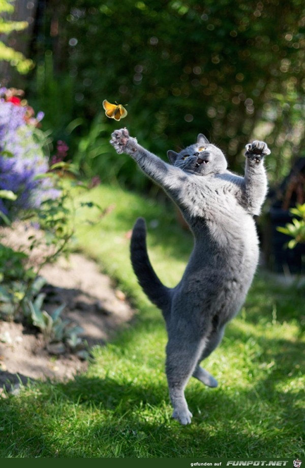 Super Katzen-Bilder - im richtigen Moment abgedrueckt 13