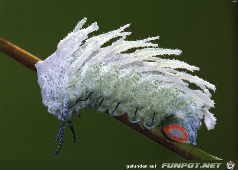 Welt der Insekten