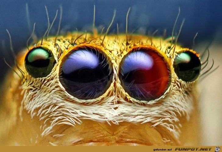 Gigantische Augen-Makro-Aufnahmen 5 Gigantische Augen-Makro-Aufnahmen 5