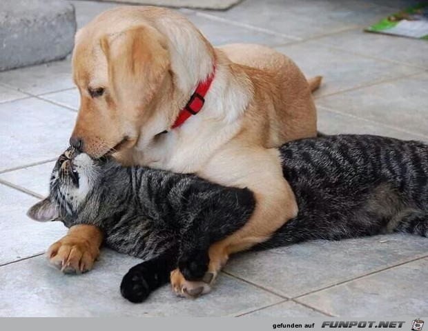 liebe liebe