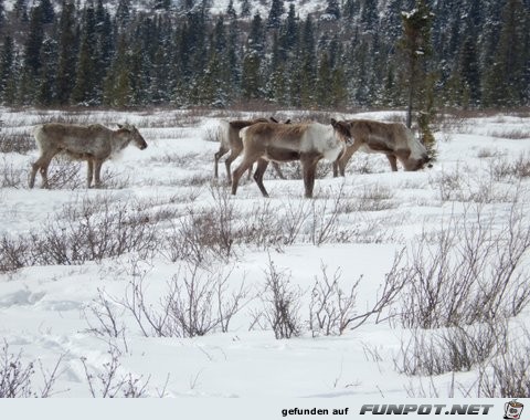 Herd of cariboo and alaska pipeline in April 2013