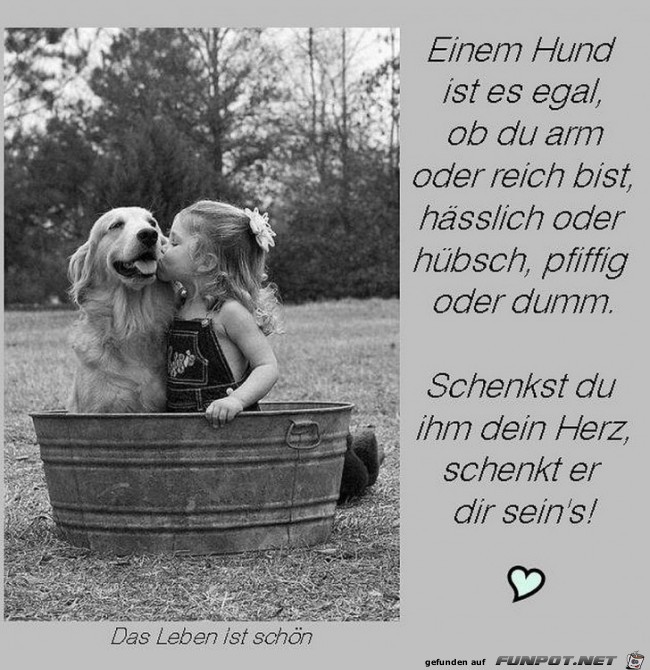 Hund Hund