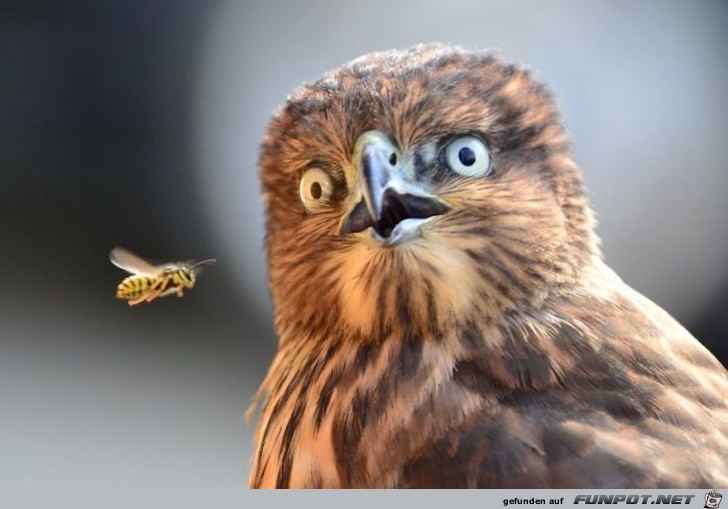 Lustige Tiere mit ueberraschtem Blick 11