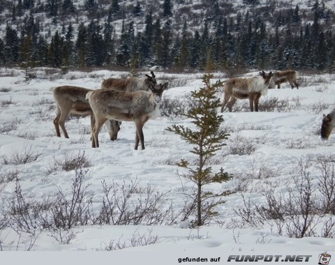 Herd of cariboo and alaska pipeline in April 2013