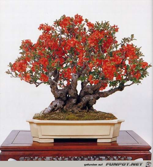 Blhende Bonsai-Bume...