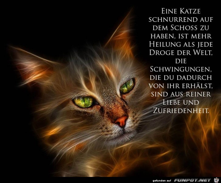 Eine Katze