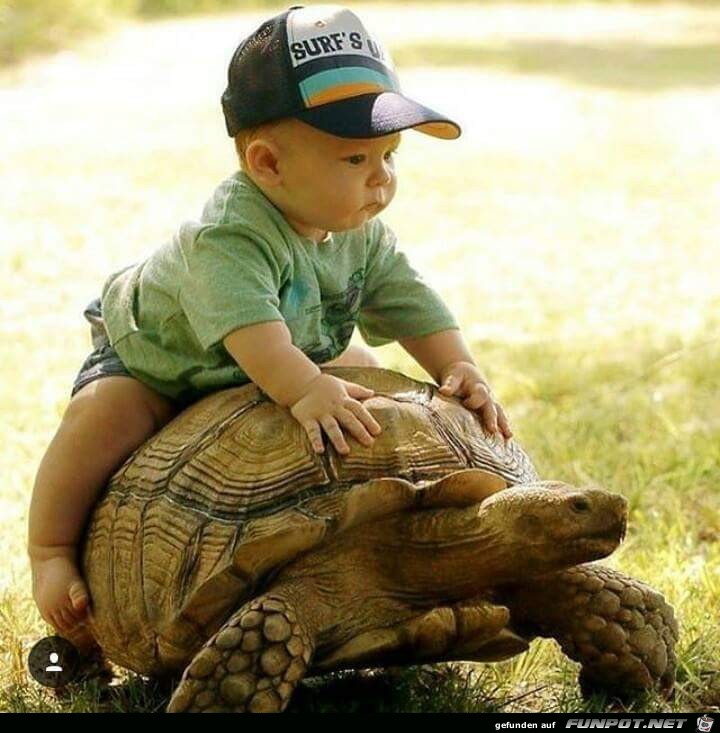 Schildkröte Schildkröte
