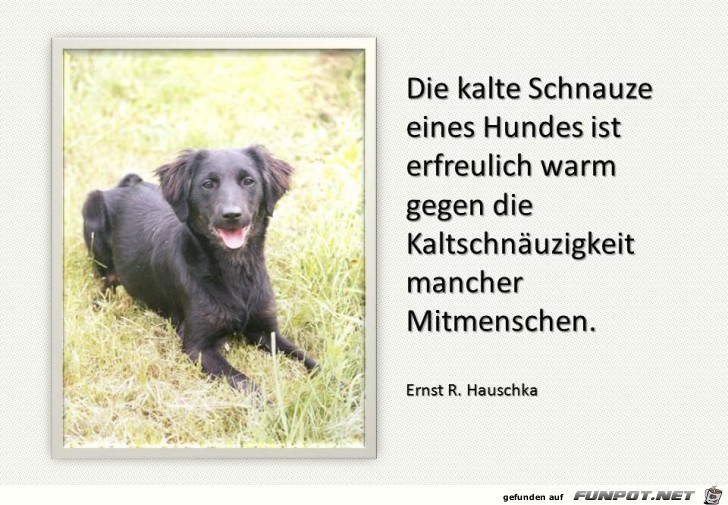 Die kalte Schnauze