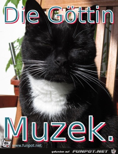 Muzek Muzek
