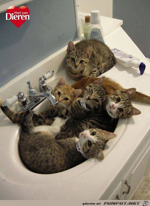 5 Katzen