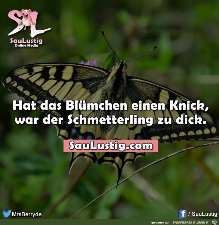 schmetterling