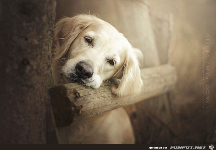 Goldige Hunde-Bilder 8 Goldige Hunde-Bilder 8