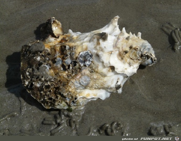 Schoene Tierbilder 11 Schoene Tierbilder 11