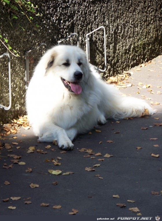 fuer Bildgenerator freigegeben 001426