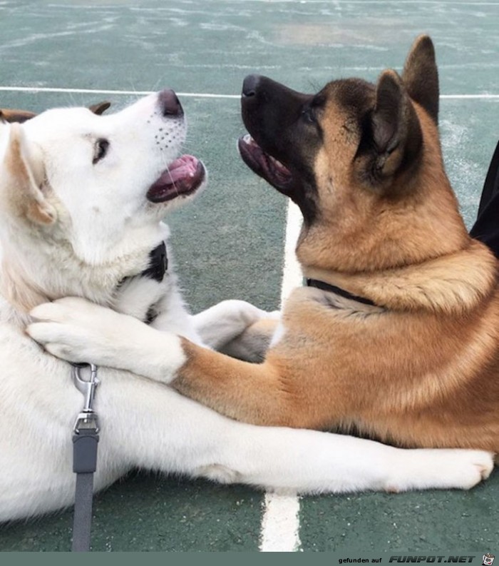 Beste Hunde-Freunde! So sieht wahre Freundschaft aus....