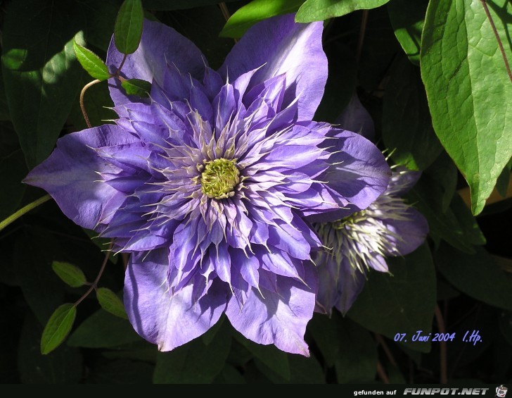 Clematis Clematis