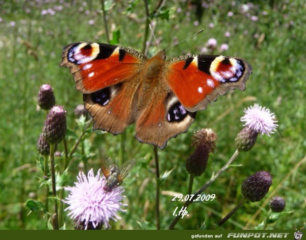 Schmetterling 3 Schmetterling 3